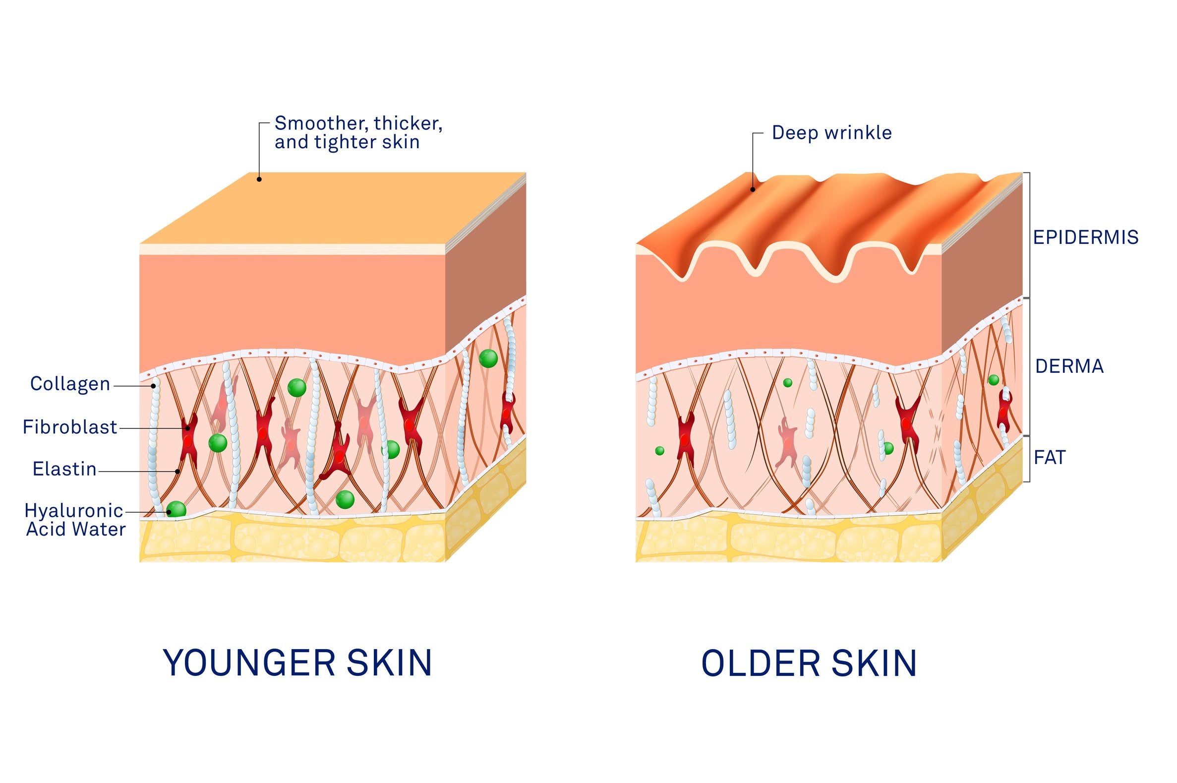 a detailed label diagram comparing young and aging skin, with properties and differences illustrated through diagrams
