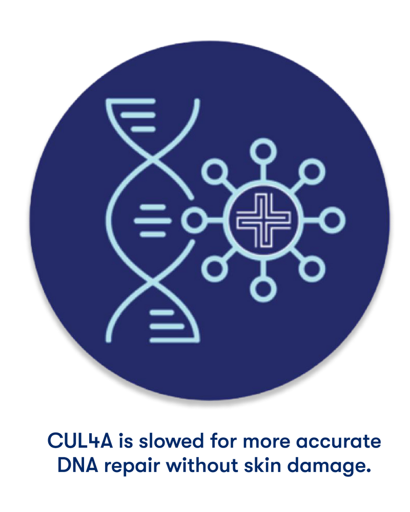 A dark blue circular graphic with a light blue DNA double helix and a medical-style cross/screw icon, plus the text below: 'CUL4A is slowed for more accurate DNA repair without skin damage.'.