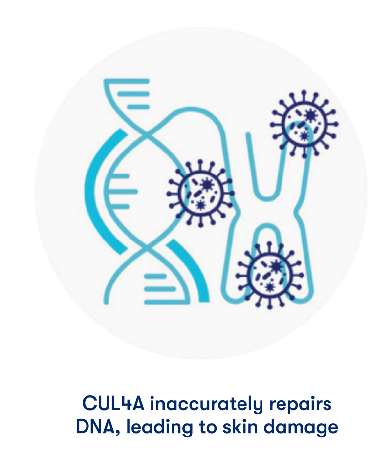 An infographic-style illustration inside a white circle shows a blue DNA double helix, a blue X chromosome, and dark blue virus-like spheres, with the caption below reading 'CUL4A inaccurately repairs DNA, leading to skin damage'.