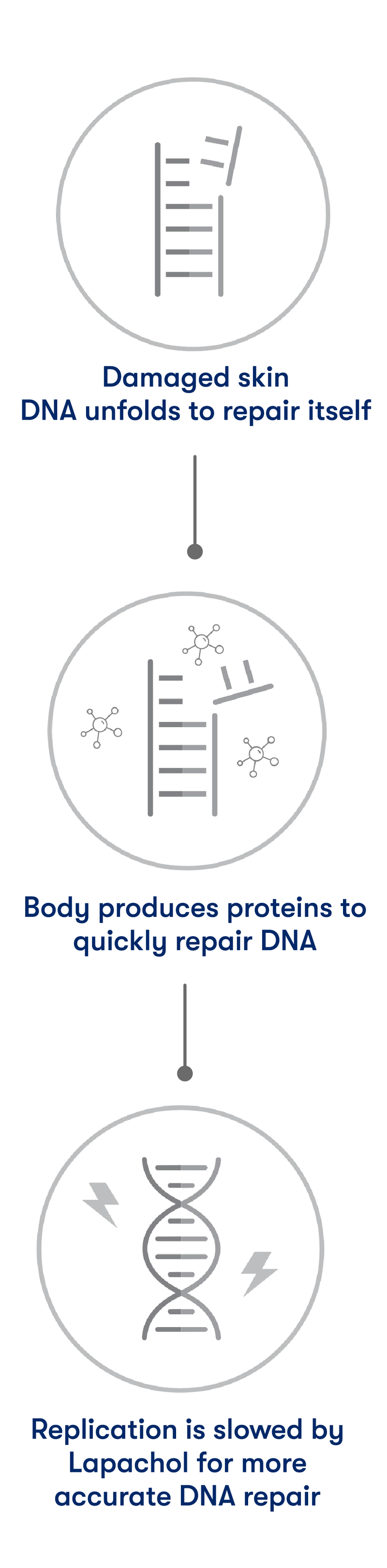 A vertical infographic with three illustrated steps explaining skin DNA repair: damaged skin DNA unfolds to repair itself, the body produces proteins to quickly repair DNA, and replication is slowed by more accurate DNA repair.