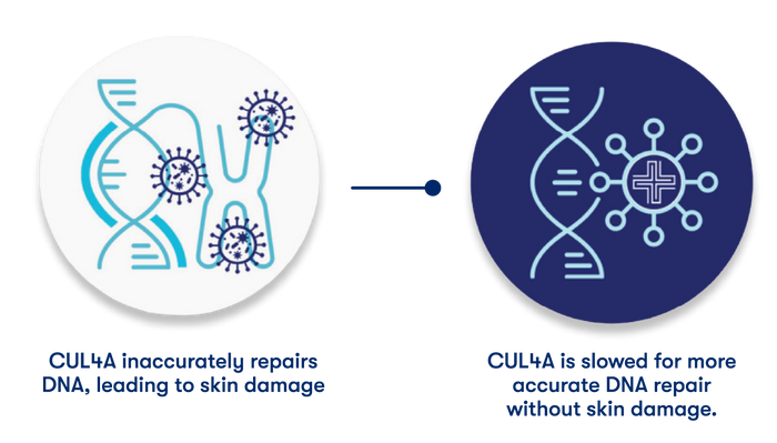 Two circular infographic panels on a white background explain CUL4A's role in DNA repair. The left panel, on a light gray background, shows blue DNA and virus-like icons with text: 'CUL4A inaccurately repairs DNA, leading to skin damage.
