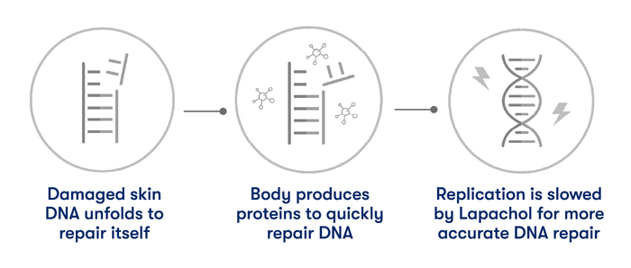 Three circular illustrated panels with blue text explain skin DNA repair: damaged skin DNA unfolds to repair itself, the body produces proteins to quickly repair DNA, and replication is slowed by Lapachol for more accurate DNA repair.